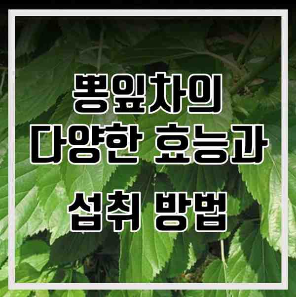 뽕잎차 효능 섭취방법